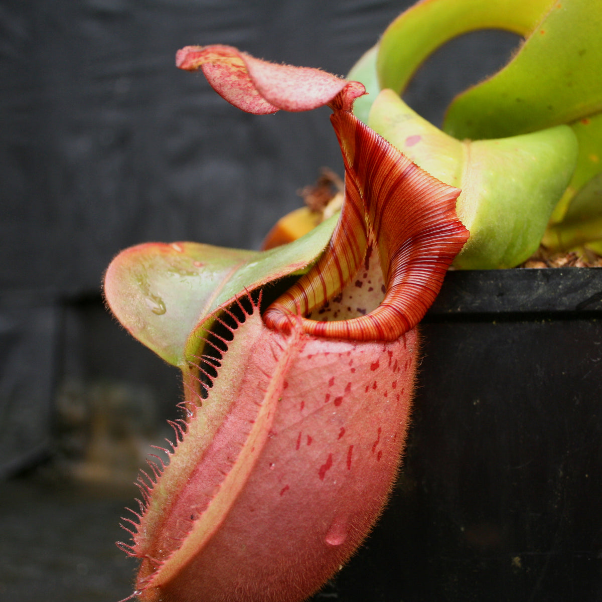 N.veitchii bario y's ビーチバリオ ネペンテスウツボカズラ