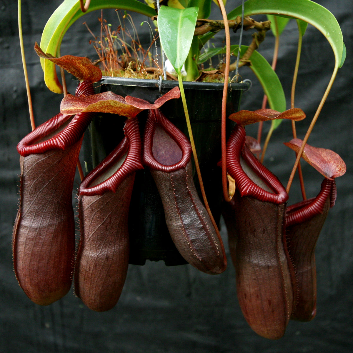 Nepenthes Bill Bailey – nepenthes spp / highland nepenthes
