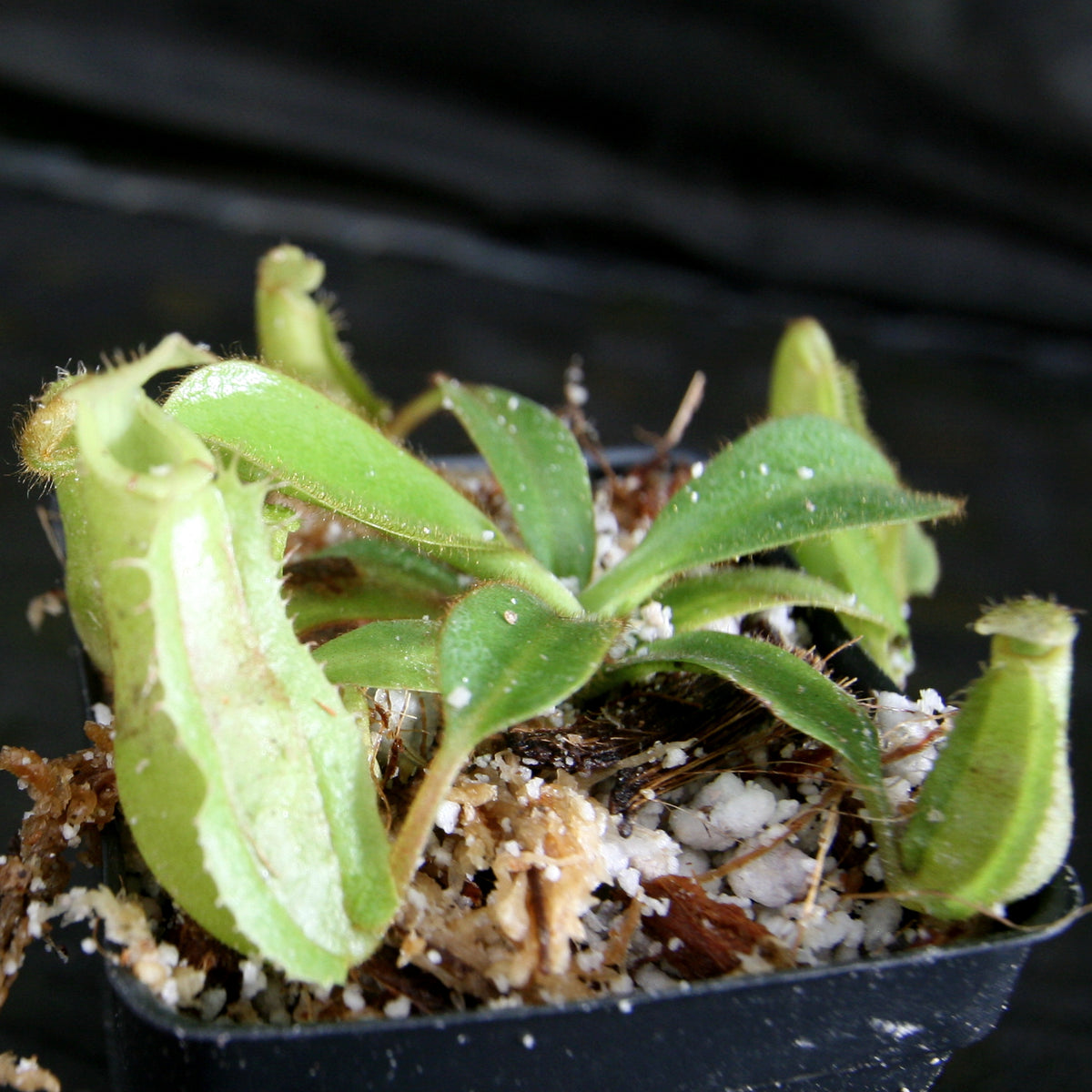 Nepenthes Veitchii K X Eymae X Veitchii Car 0318 Carnivero