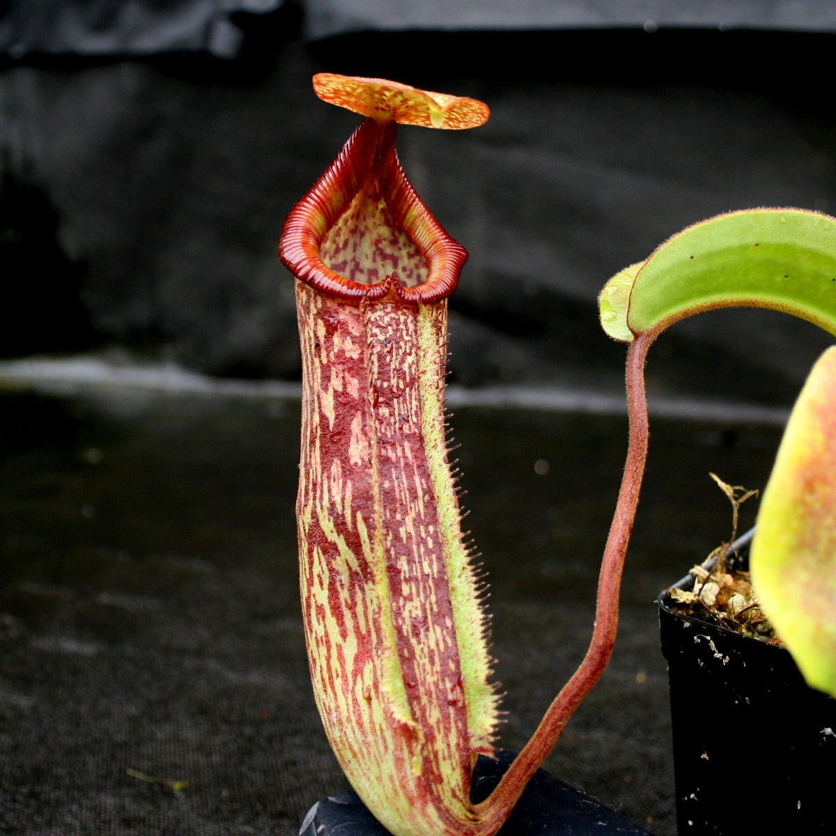 Nepenthes x trusmadiensis 食虫植物 好評 globalfrontisconsulting.com