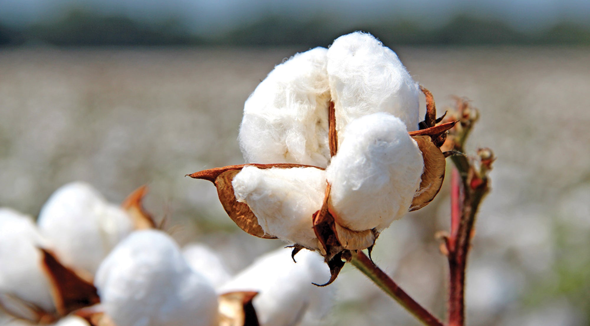 GOTS Certified organic cotton that made Pokka Kids dye free baby clothing in Brooklyn, New York