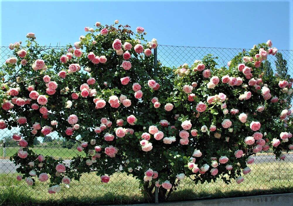 Trandafiri Urcatori Cataratori PIERRE DE RONSARD ( EDEN ROSE )