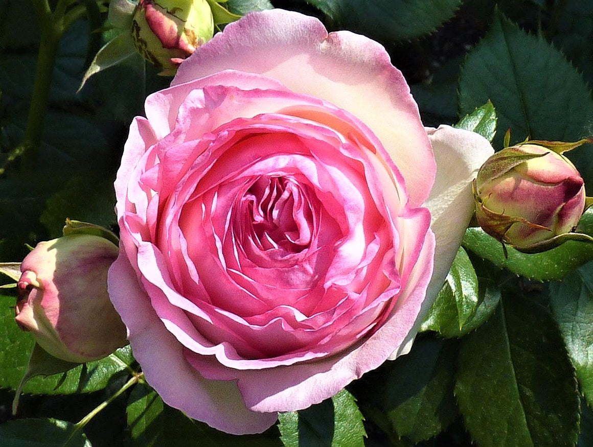 Trandafirul urcator catarator Pierre de Ronsard