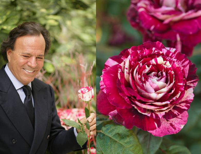 JULIO IGLESIAS : TRANDAFIR CU FLORI MARI (TEAHIBRID) : PRODUCATOR MEILLAND RICHARDIER : FRANTA