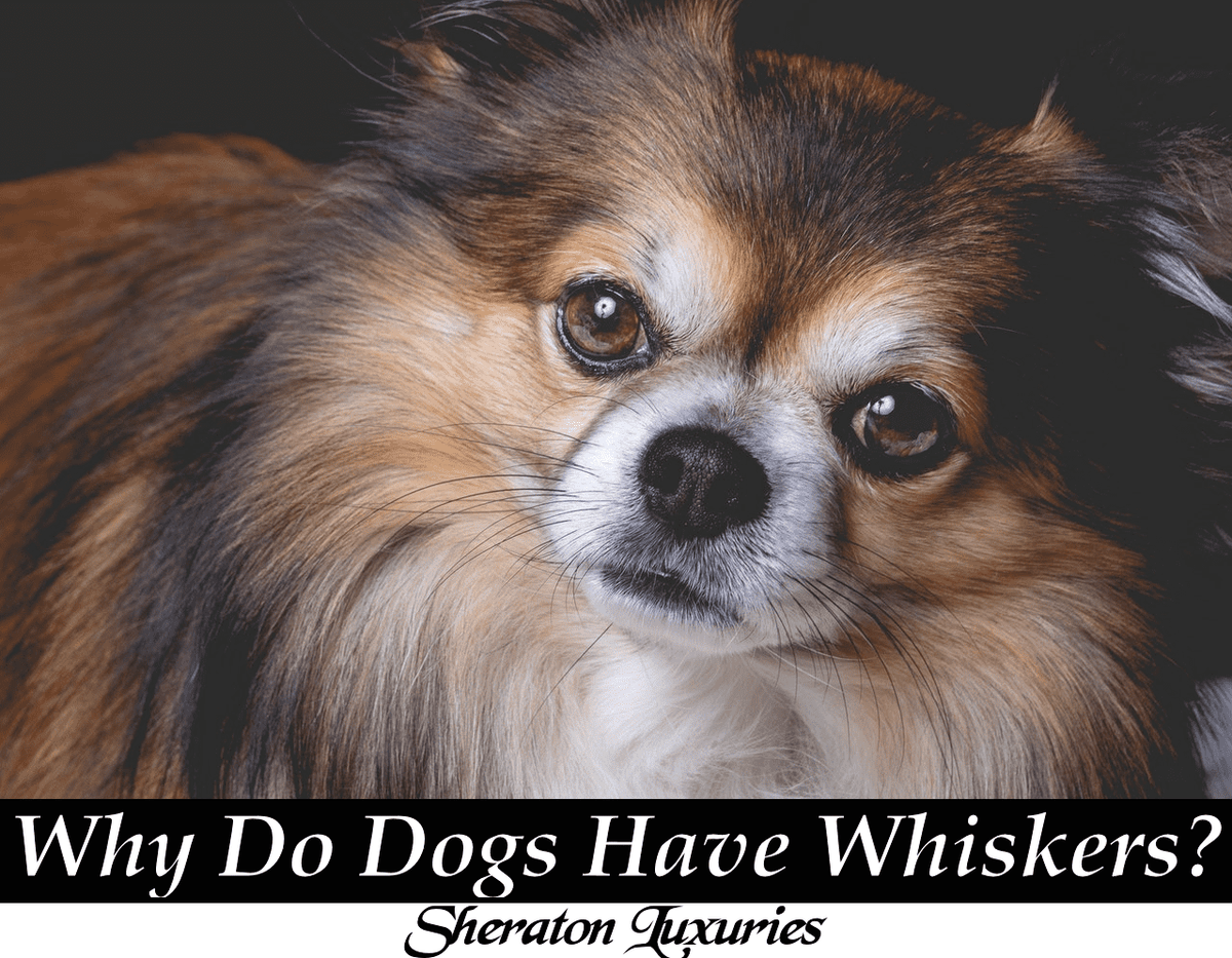 do dogs use their whiskers