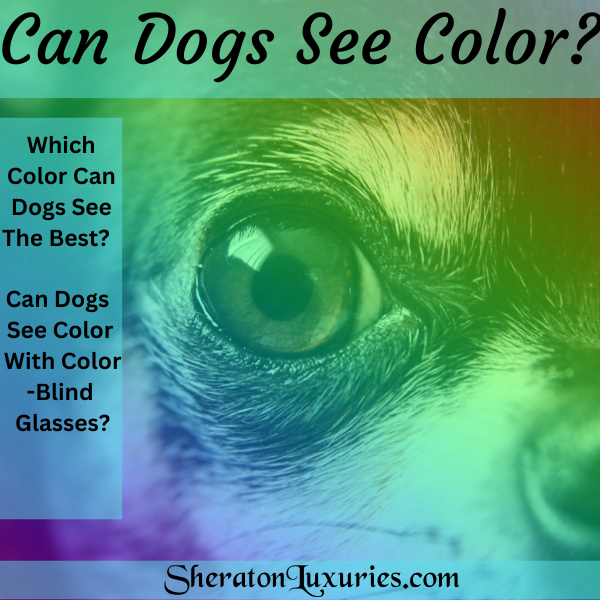what colors do dog see best