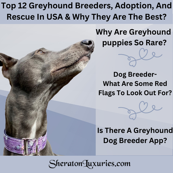 what do retired greyhounds eat