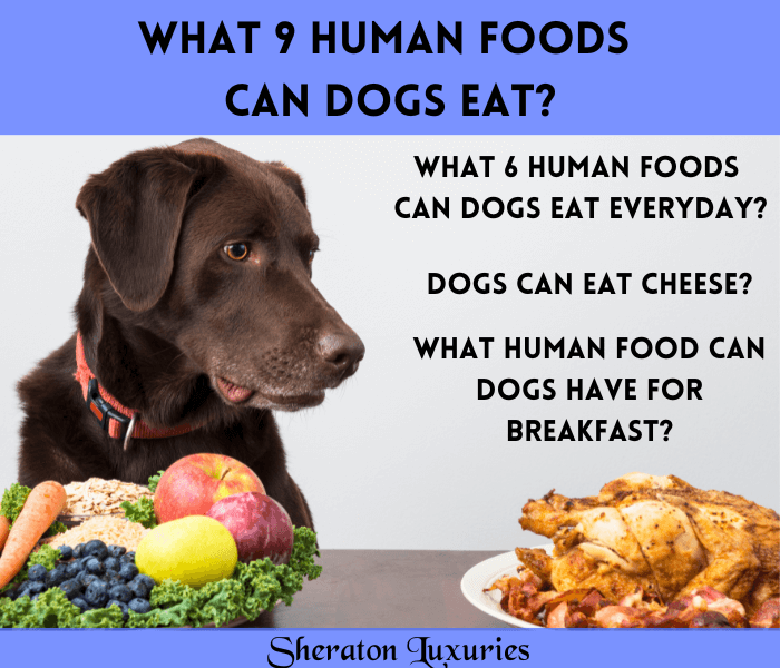 what should poodles eat