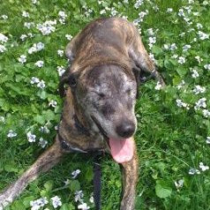 Violet sunning in the violets