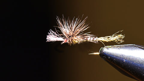 Callibaetis: How to Fish the Various Stages of the Mayfly Hatch