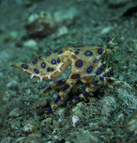 Greater Blue ring octopus - Hapalochlaena lunulata ~6cm