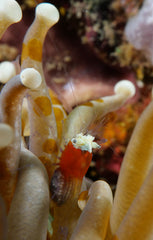 Shrimp with eggs ~2cm