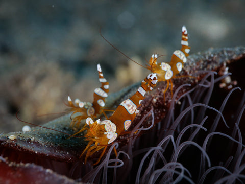 Sexy Shrimp - Thor amboinensis ~1cm