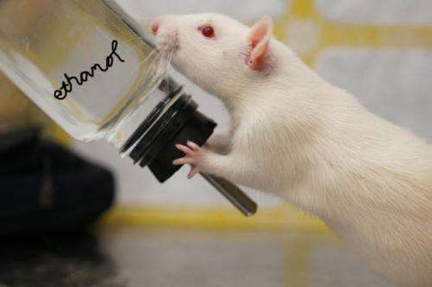 Rats given dihydromyricetin