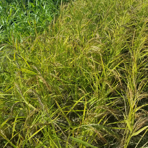 Kyzyl Shala Upland Rice ready for harvesting