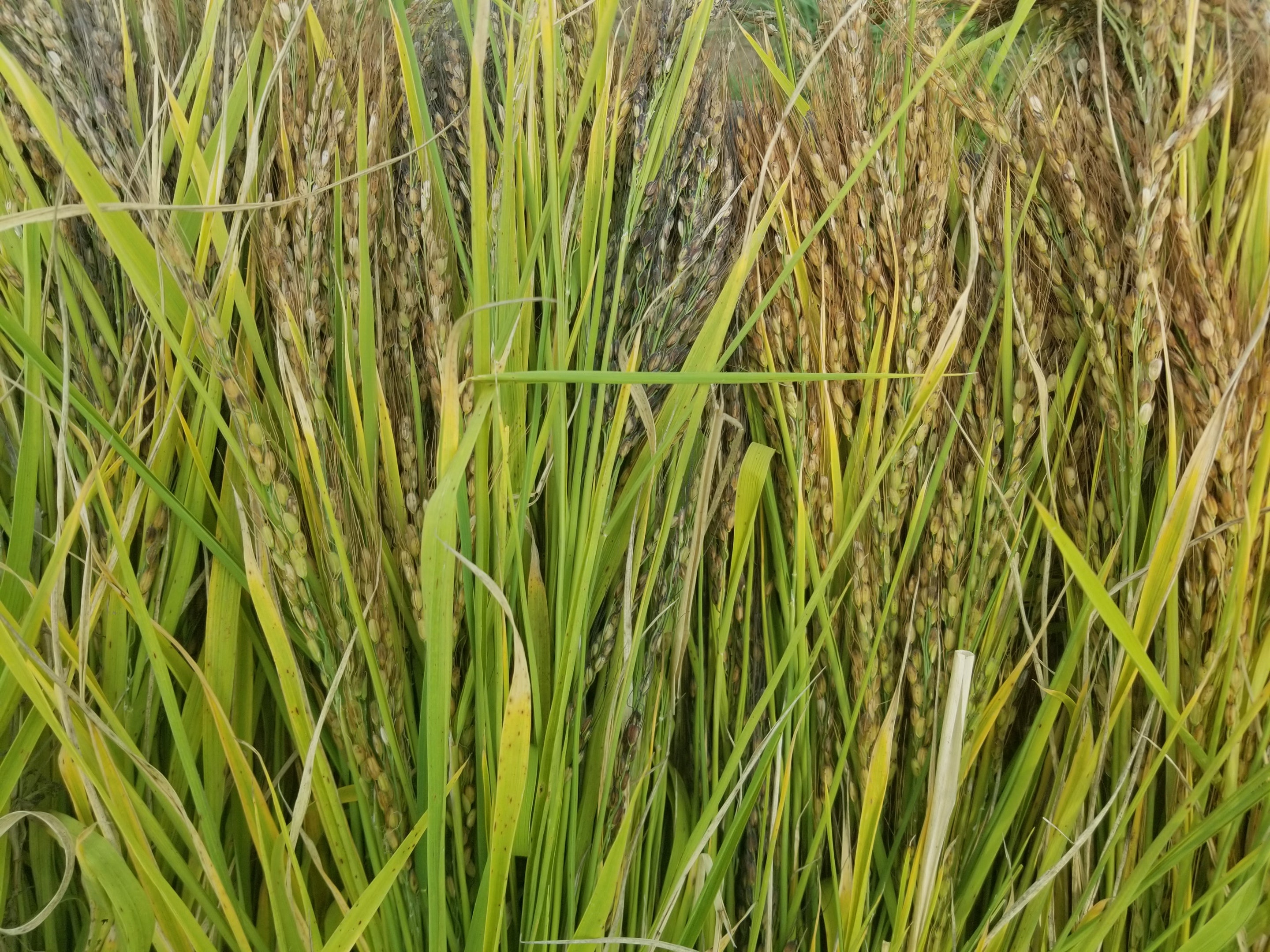 Kyzyl Shala Upland Rice showing the variation in color of the grain heads/panicles