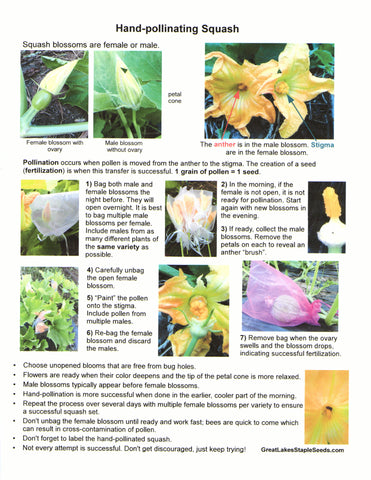 Instructions to Hand-pollinate Squash ~ Great Lakes Staple Seeds
