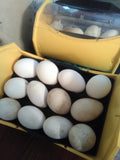 American Buff Goose Eggs incubating