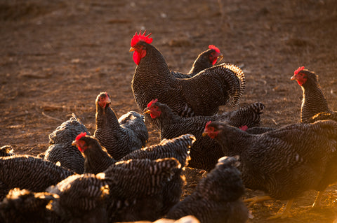 Plymouth Barred Rock Chickens Photo by Jim Turner