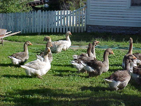 French Dewlap Toulouse Goose