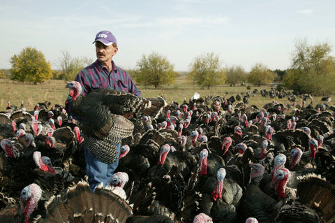 Frank Reese and his Bronze Turkeys