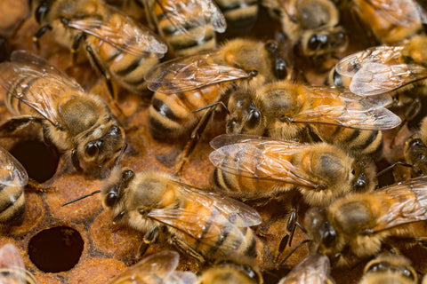 Honeybees on brood comb