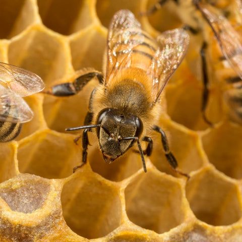 Honeybee on empty comb