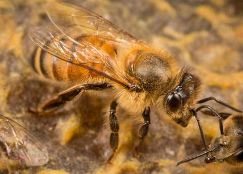 Honeybee on honeycomb