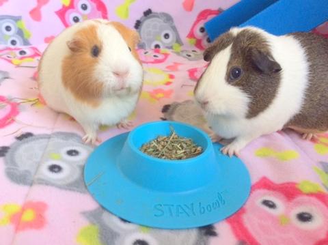 STAYbowl Tip-Proof Bowl for guinea pigs