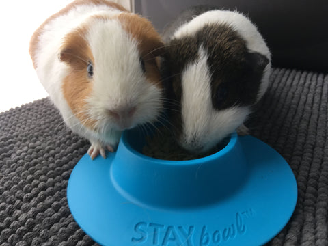 Guinea pigs with STAYbowl