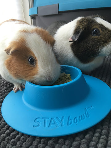 STAYbowl and guinea pigs