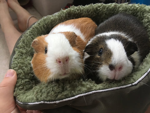 Ginger and Cocoa guinea pigs
