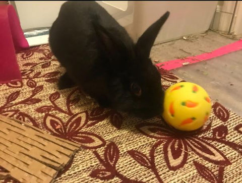 Wheeky Treat Ball with rabbit