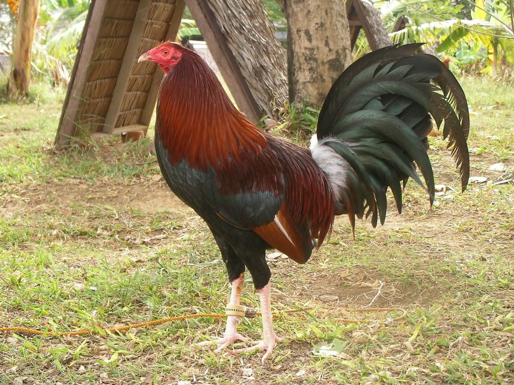 Lights Out White Claret Gamefowl - White Claret Game Fowl There Seems To Be...