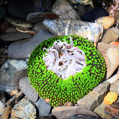 Midori Sea anemones japan rainbow bottom nem