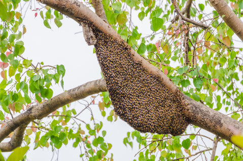 Bee Swarm Removal Doreen