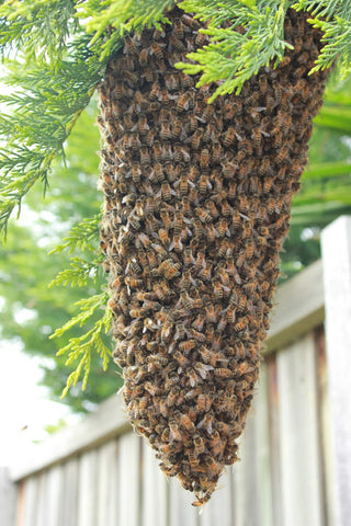 Bee Swarm Removal Doreen, Mernda, Cottles Bridge, Diamond Creek, South Morang