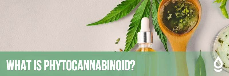 What is phytocannabonoid?