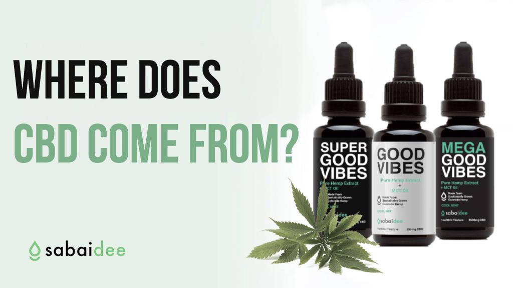 Where does CBD come from ?