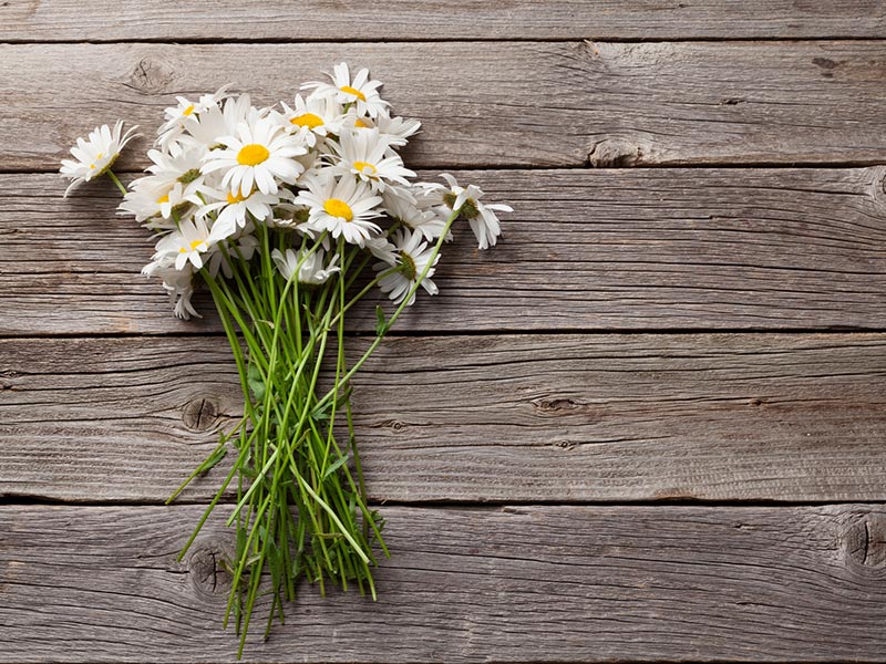 Daisy Flower Extract