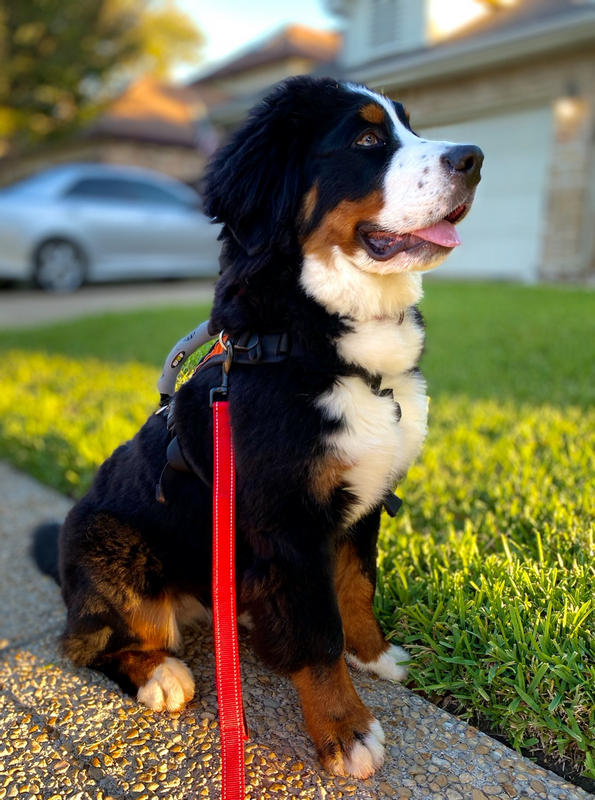 what is the strongest leash for extra large dog breeds