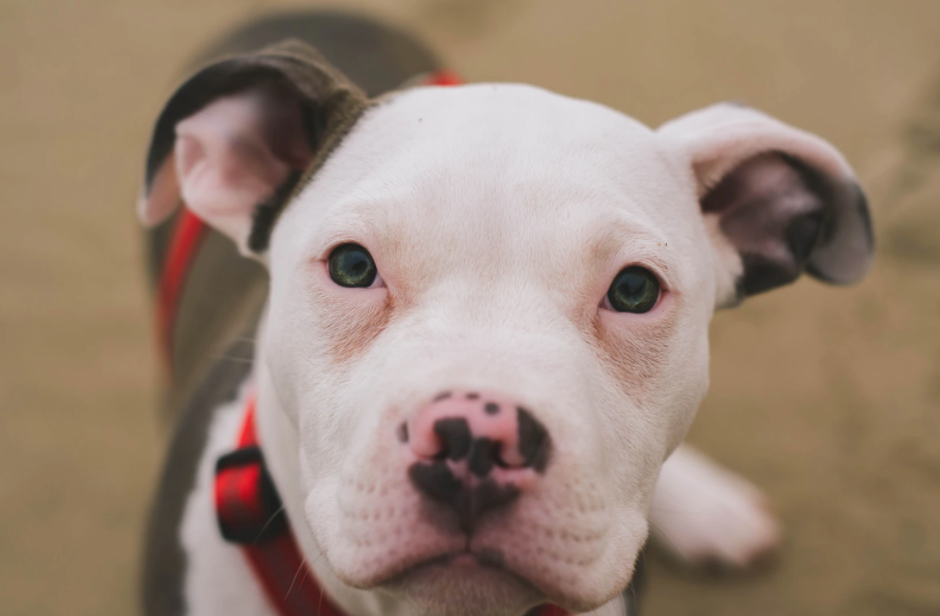 are american pit bulls banned in australia