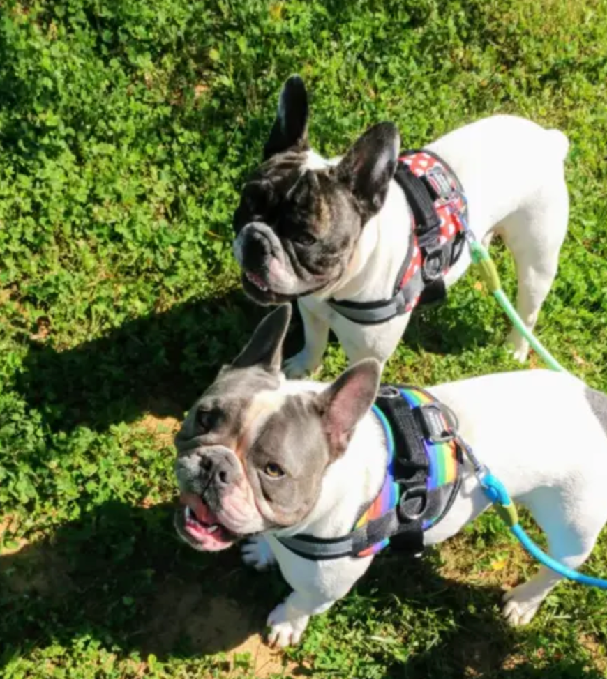 is a collar or harness better for a french bulldog