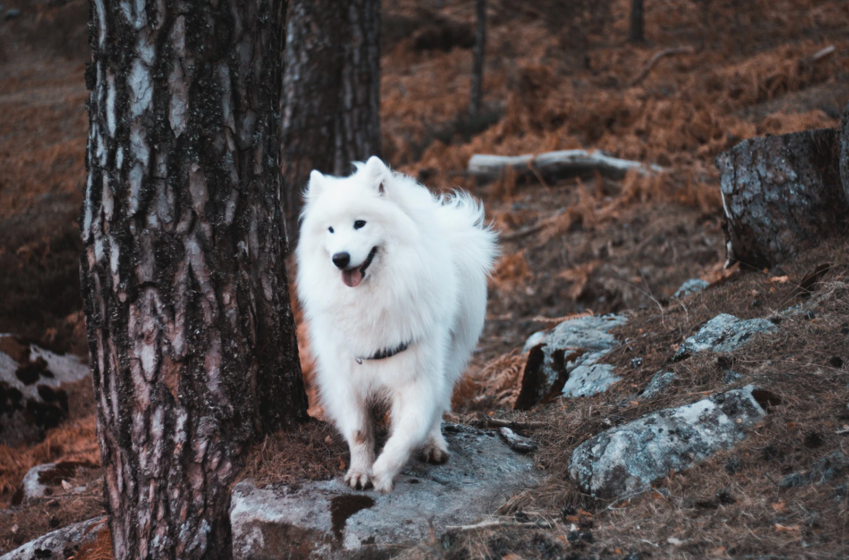 how much should i feed my samoyed puppy