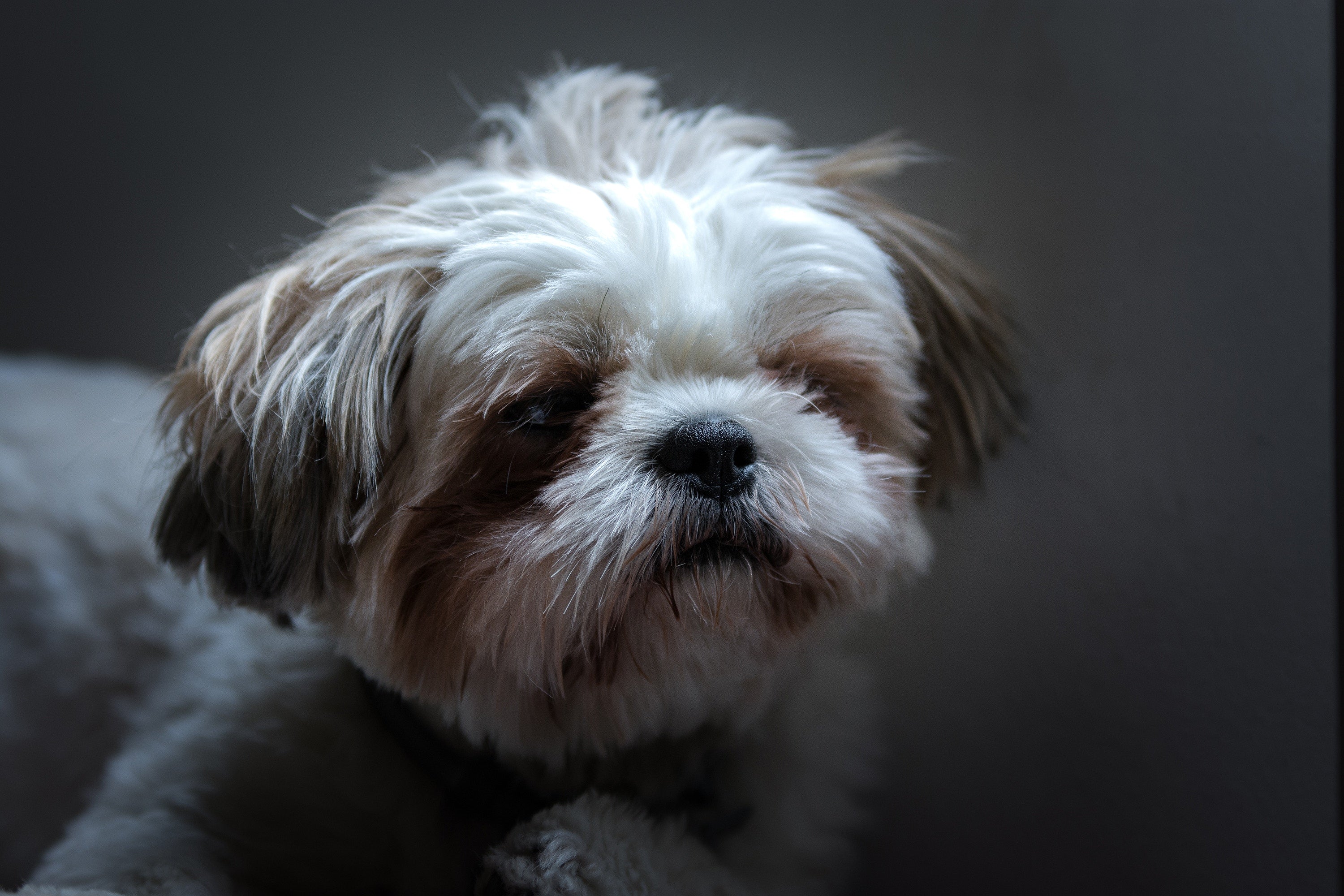 why do shih tzus eat their poop