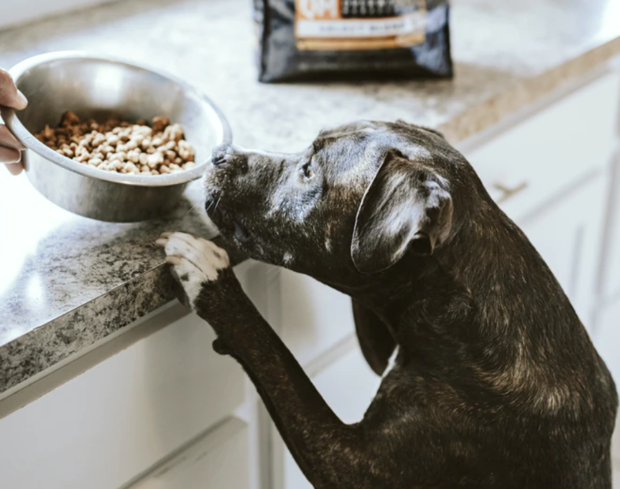 is dry or wet food better for puppies