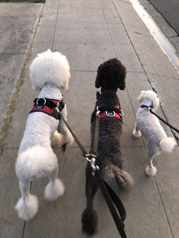 best harness for poodles