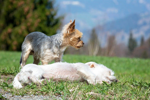 Do Pets Grieve the Loss Of Another Pet?