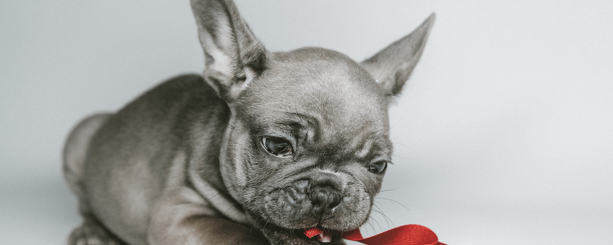 how to clean bulldog ears