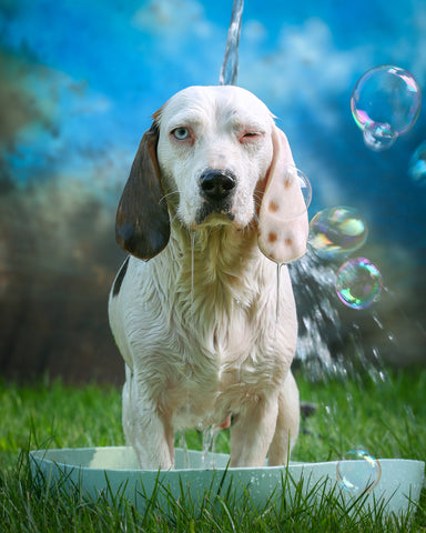 Pro Tips To Bathe Your Dog | Vet Organics